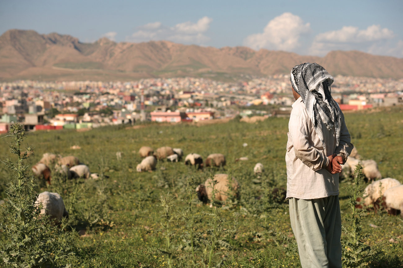 Man watching sheep near mountains