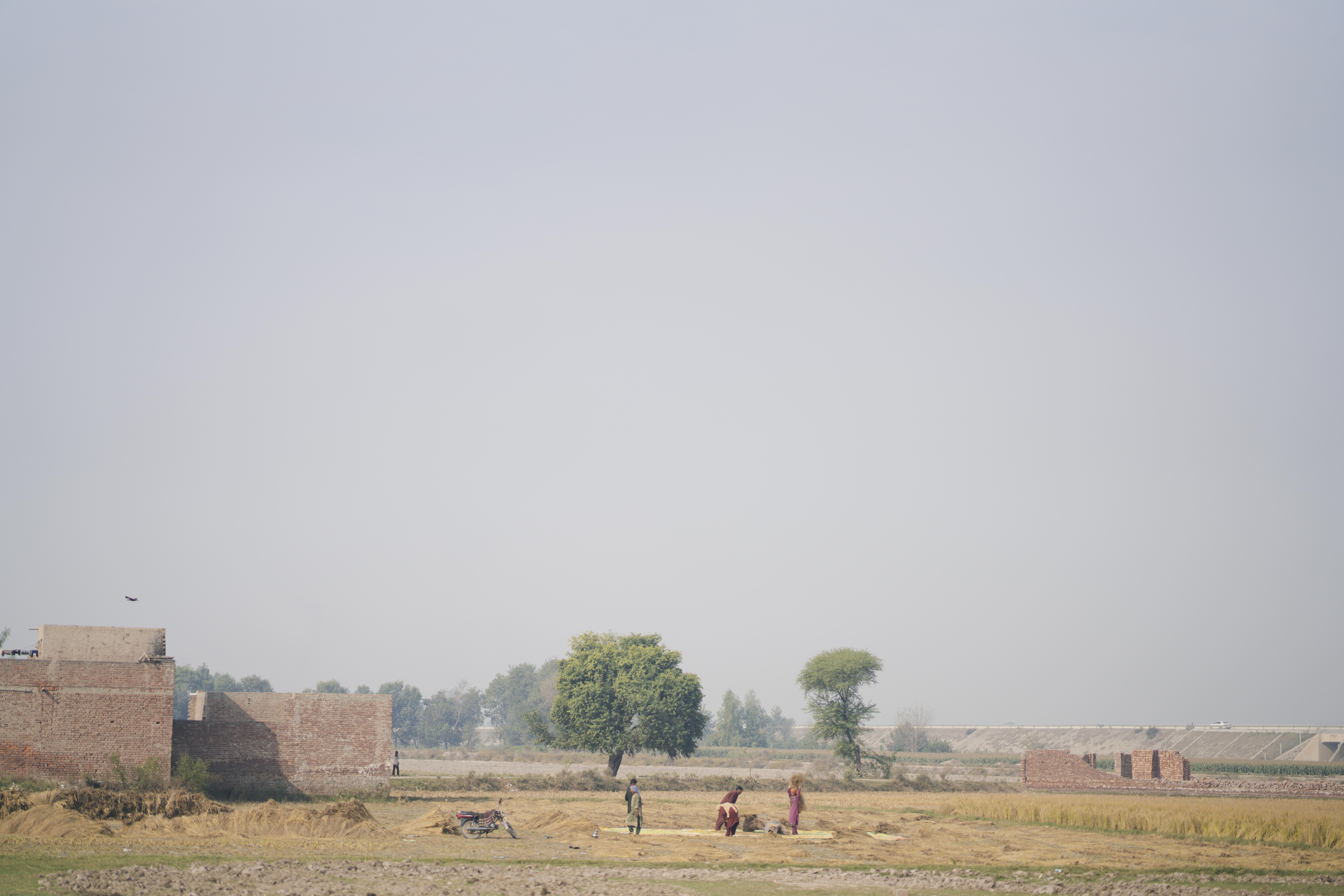 Workers in field in Pakistan